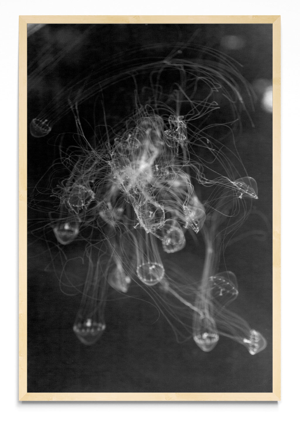 MEDUSAS - FotoV MC