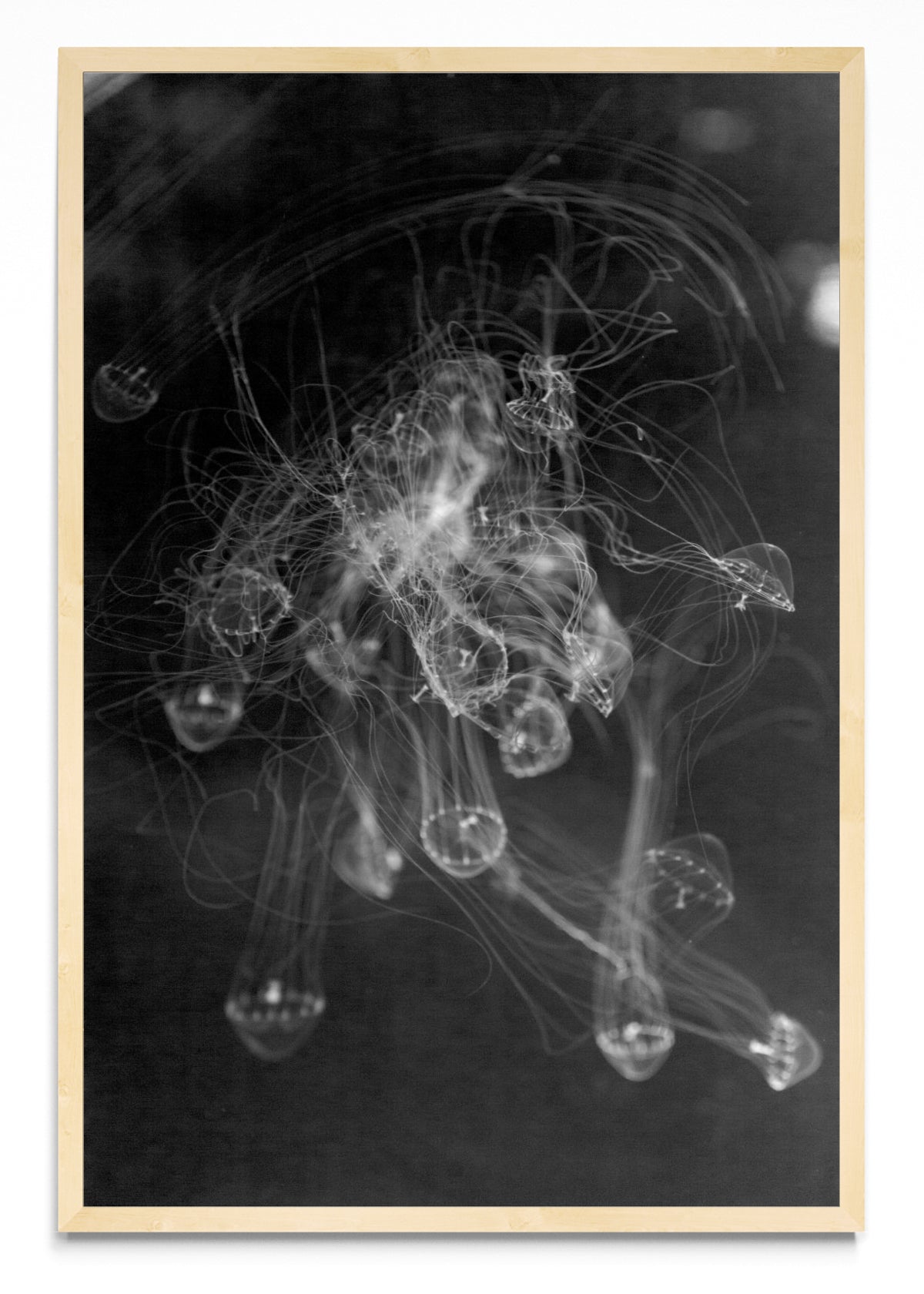 MEDUSAS - FotoV MC