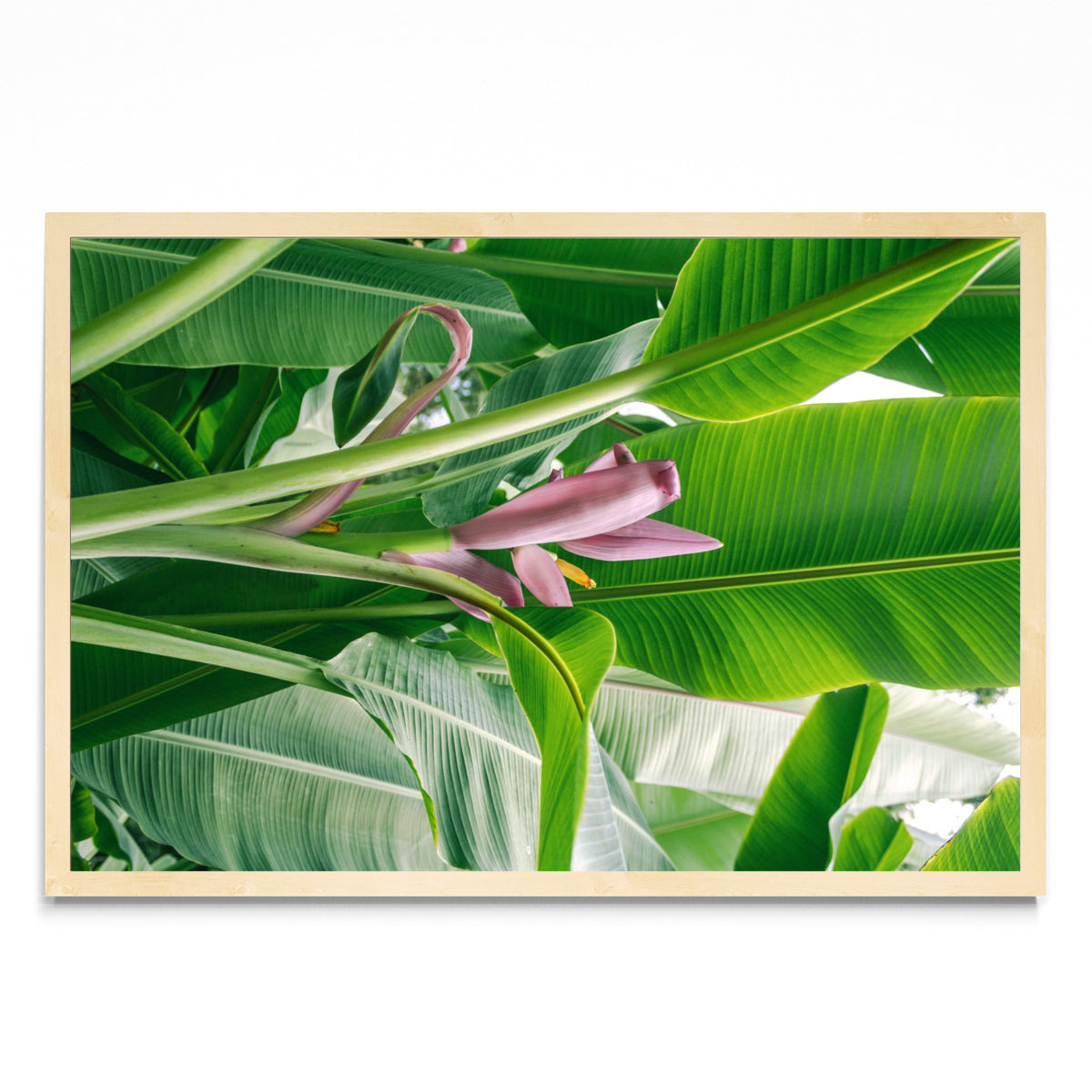 Flor rosada del platano - FotoH MC