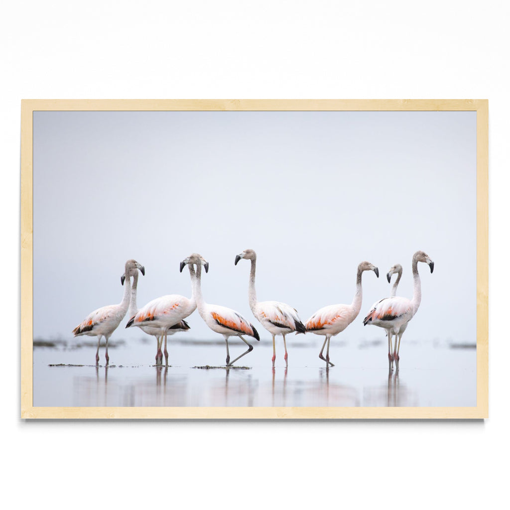 Flamencos - FotoH MC