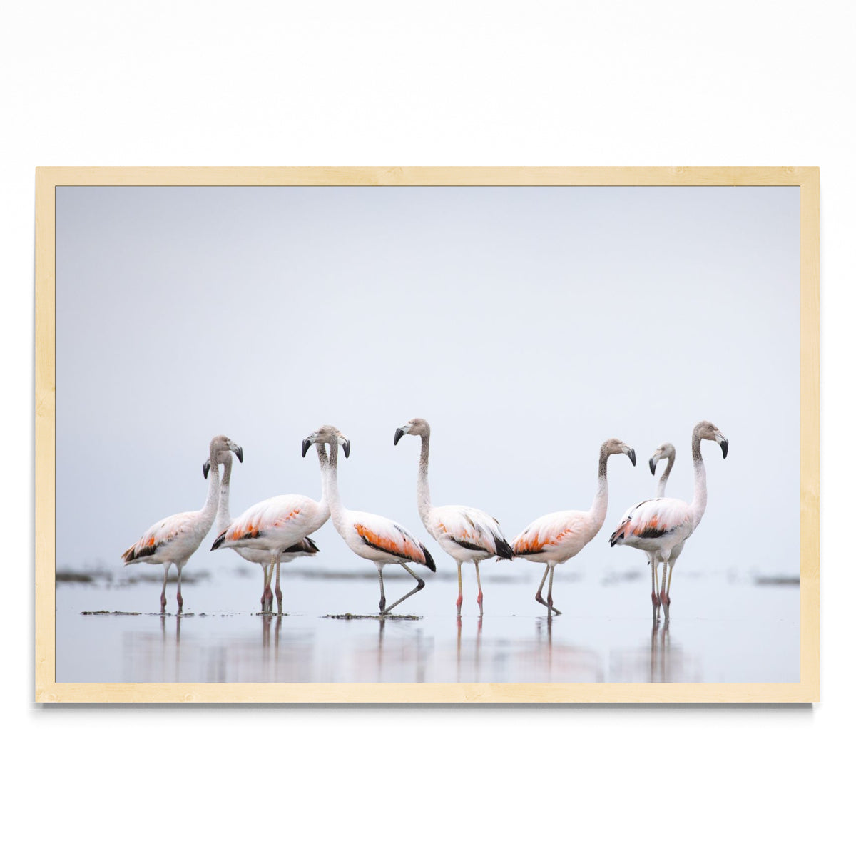 Flamencos - FotoH MC