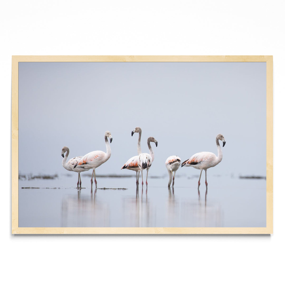 Flamencos 2 - FotoH MC