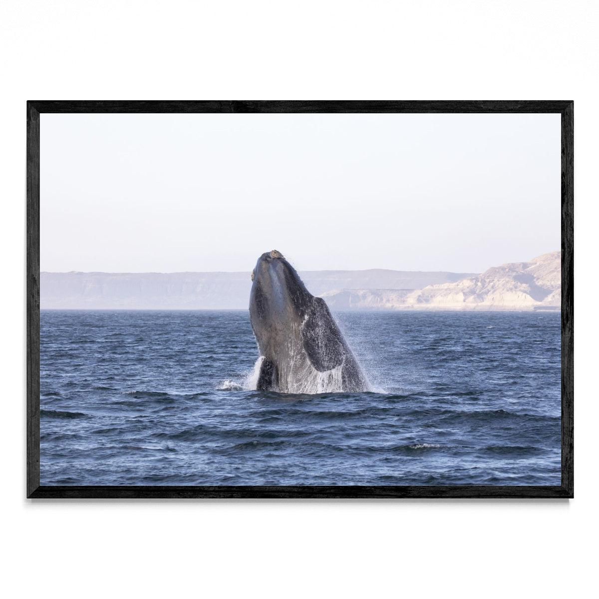 Ballena Franca Austral - Paisaje N