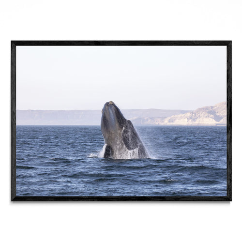 Ballena Franca Austral - Paisaje N