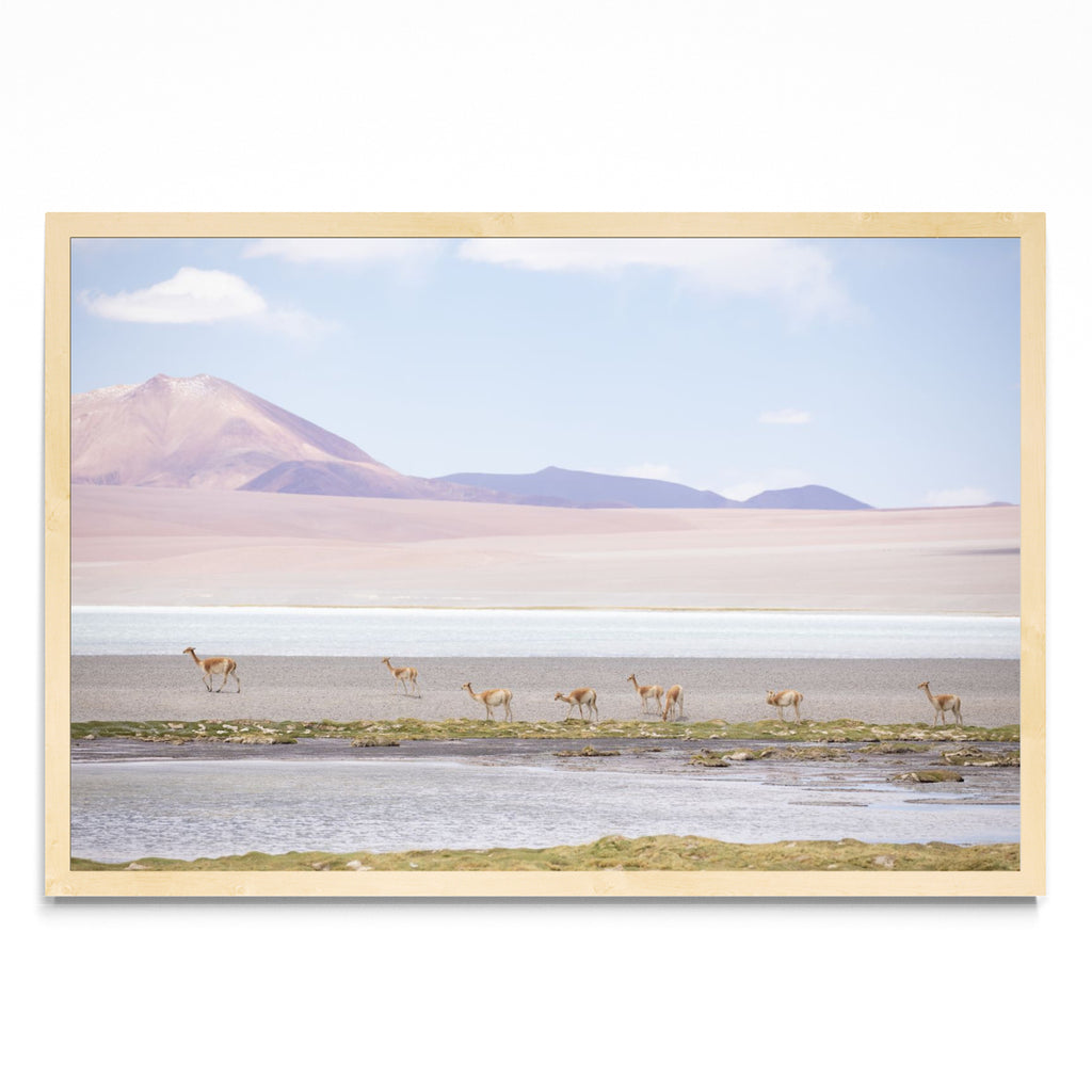 Vicuñas en las alturas - FotoH MC