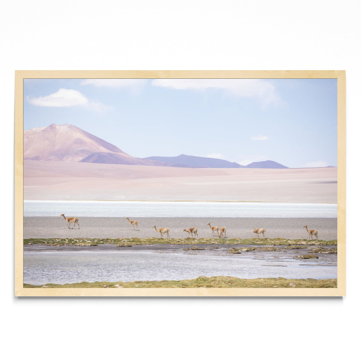 Vicuñas en las alturas - FotoH MC