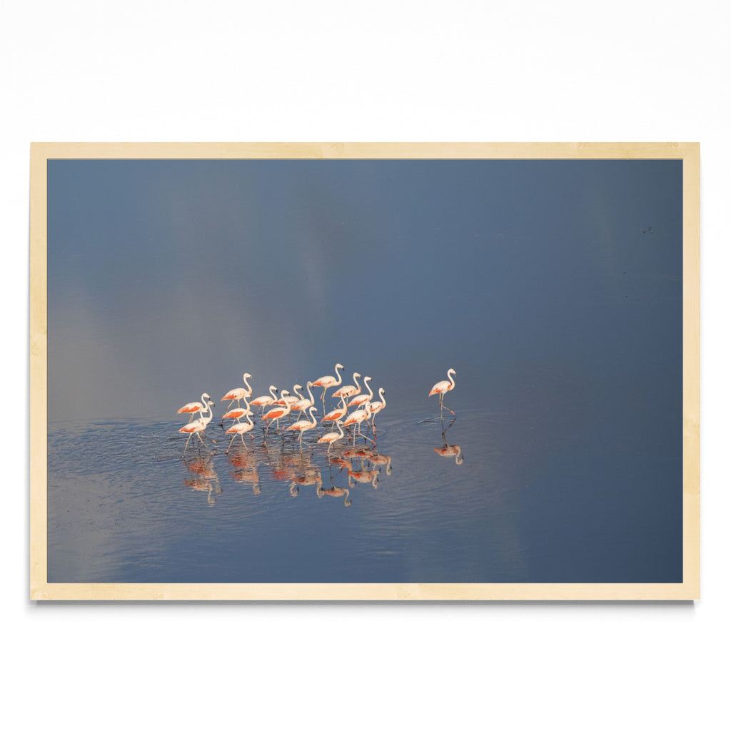 Flamencos Aerea horizontal - FotoH MC