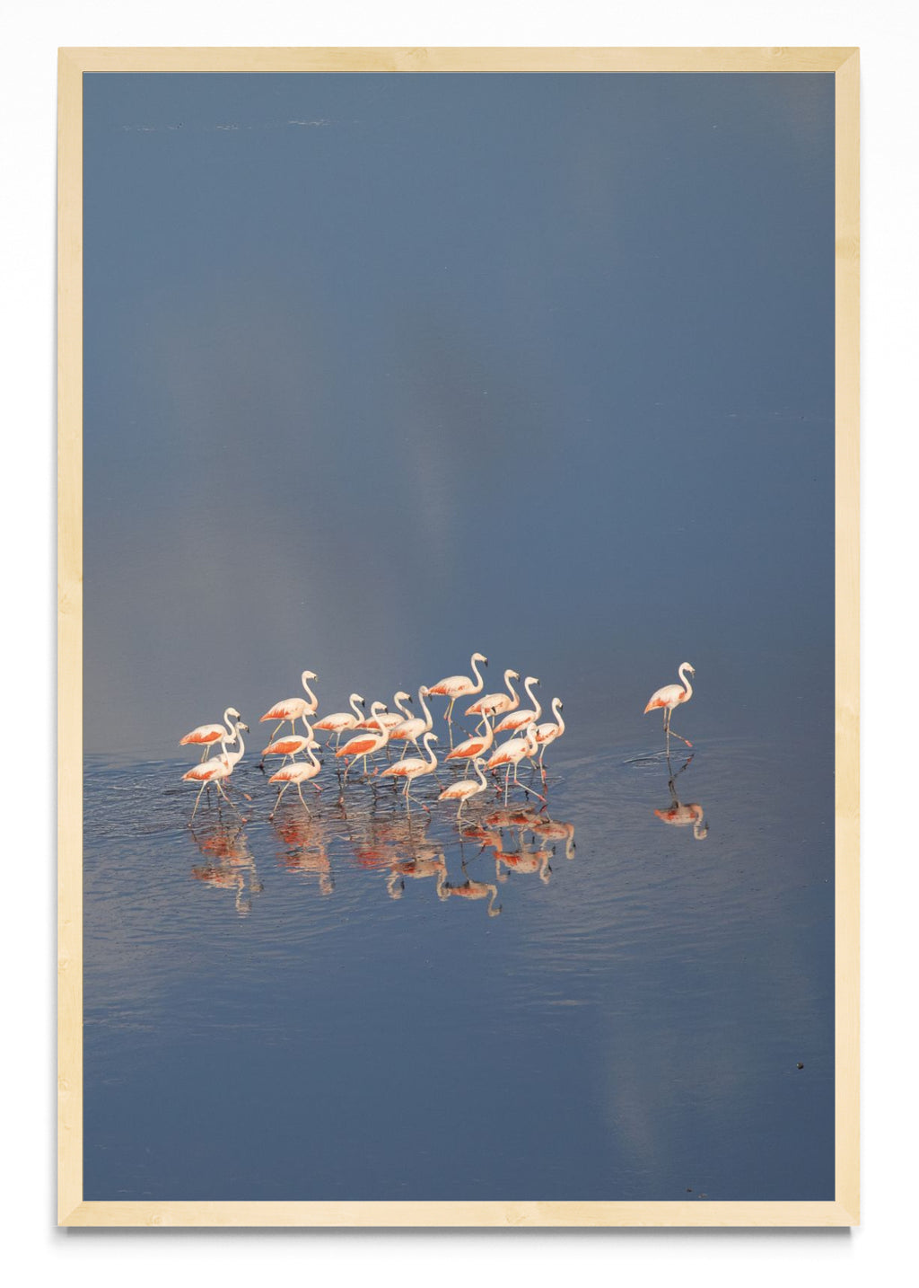 Flamencos aerea Vertical - FotoV MC