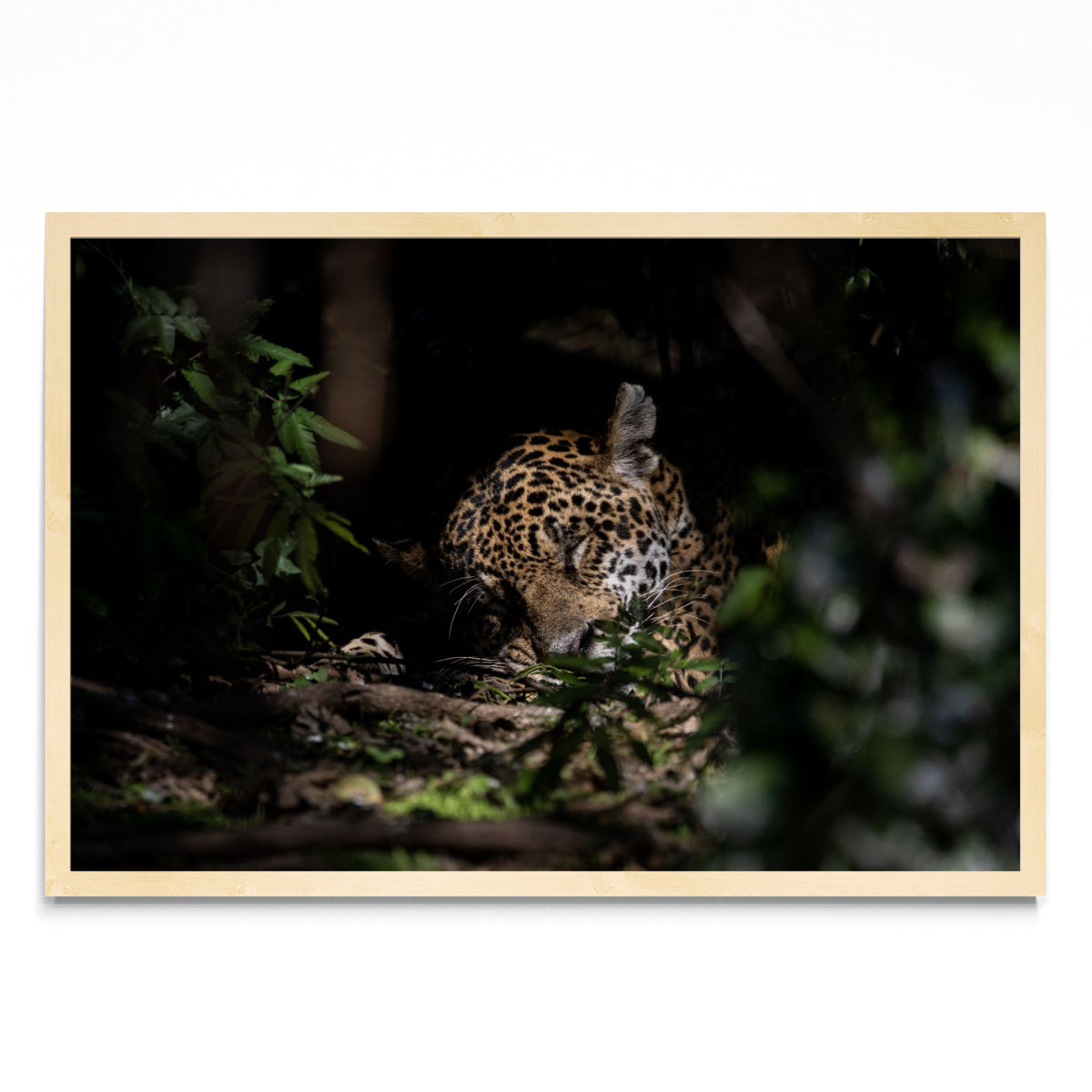 La siesta del Jaguar - FotoH MC