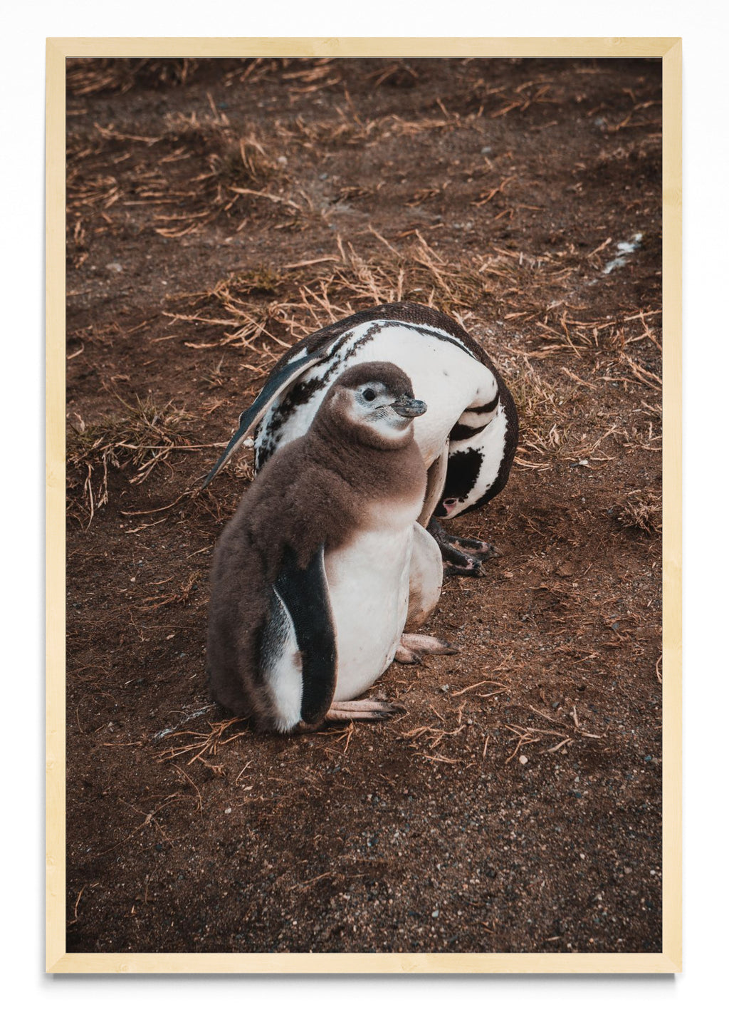 Pinguino en Isla Margarita - FotoV MC