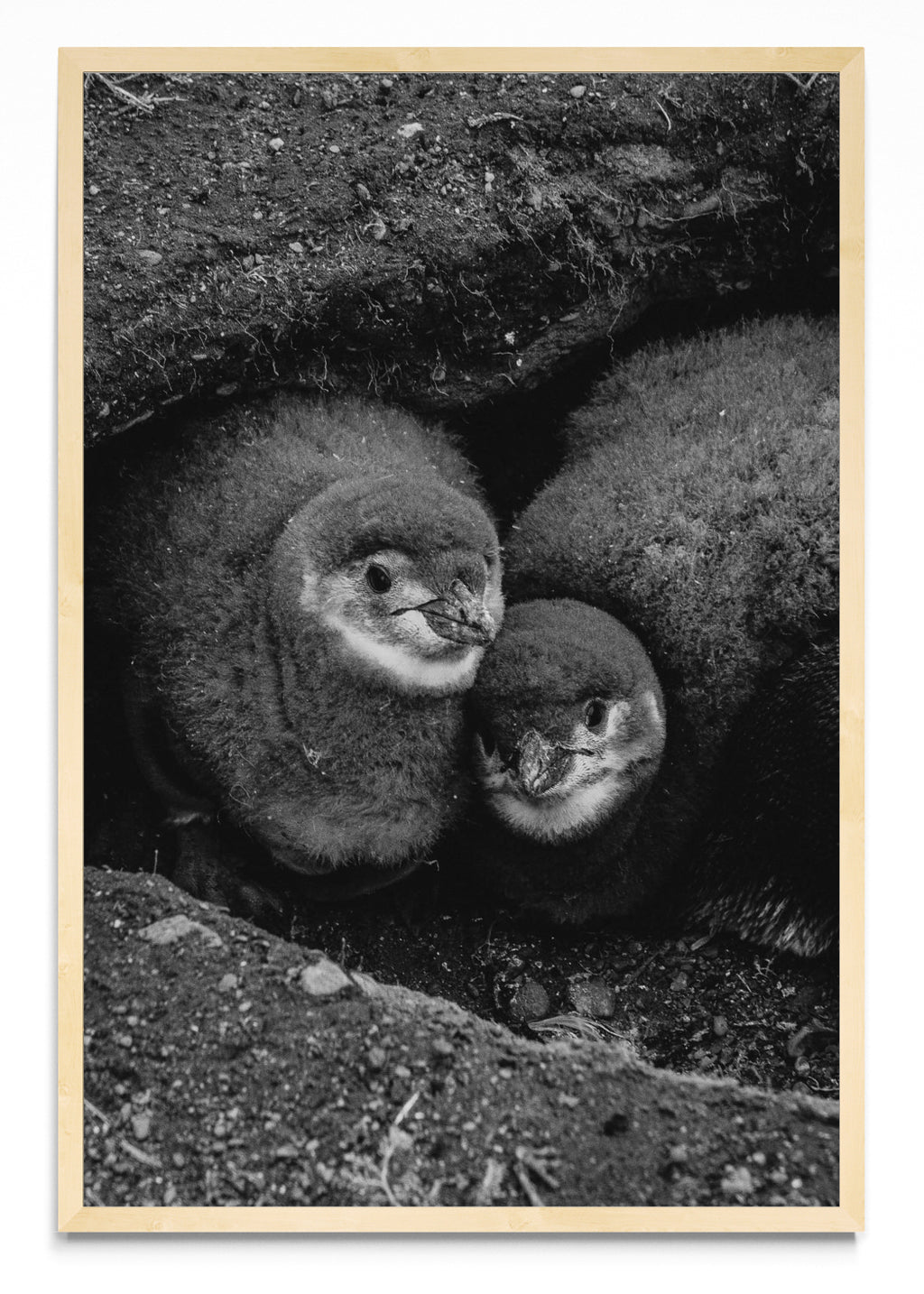Retrato de Pinguinos Bebes - FotoV MC