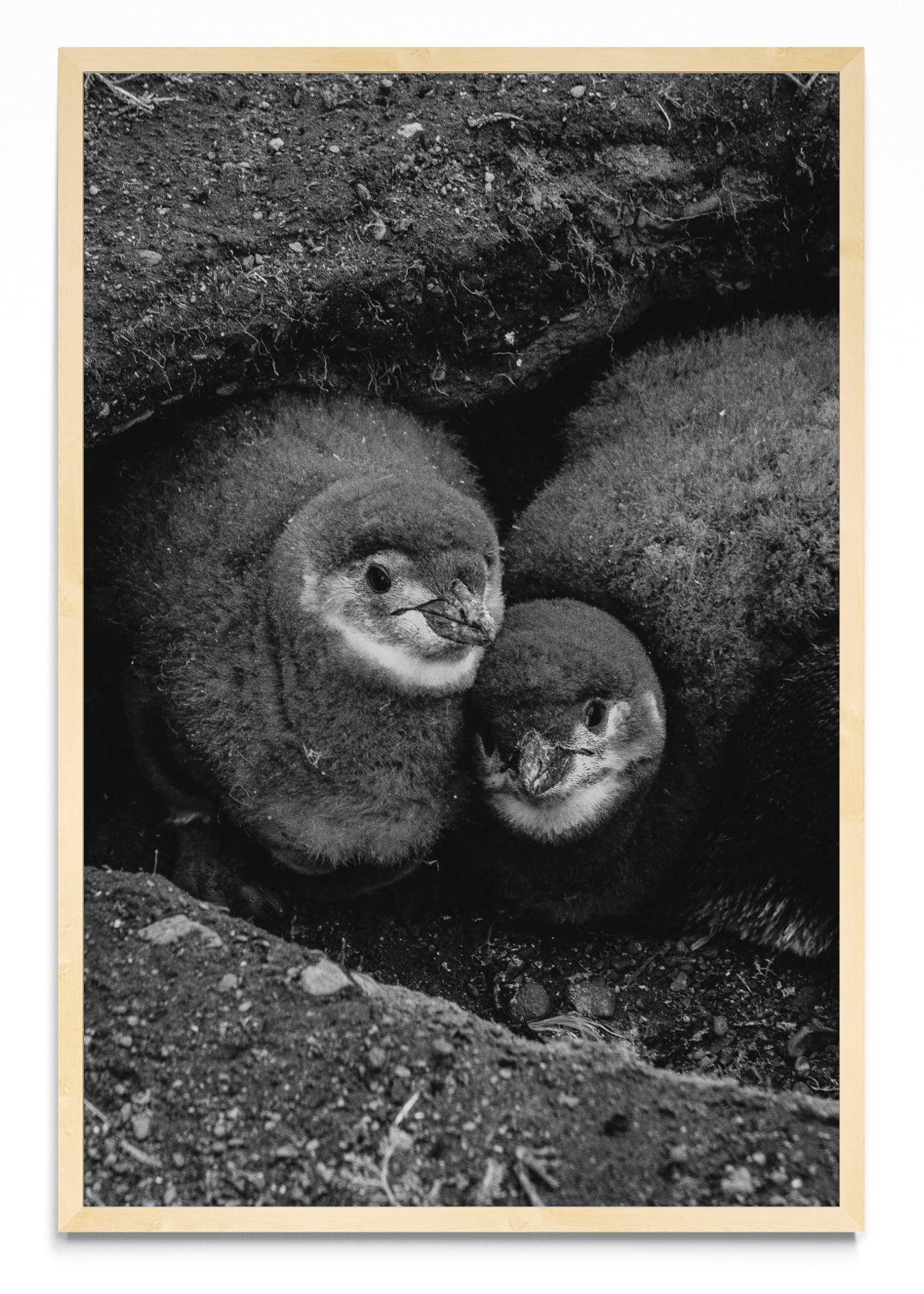Retrato de Pinguinos Bebes - FotoV MC