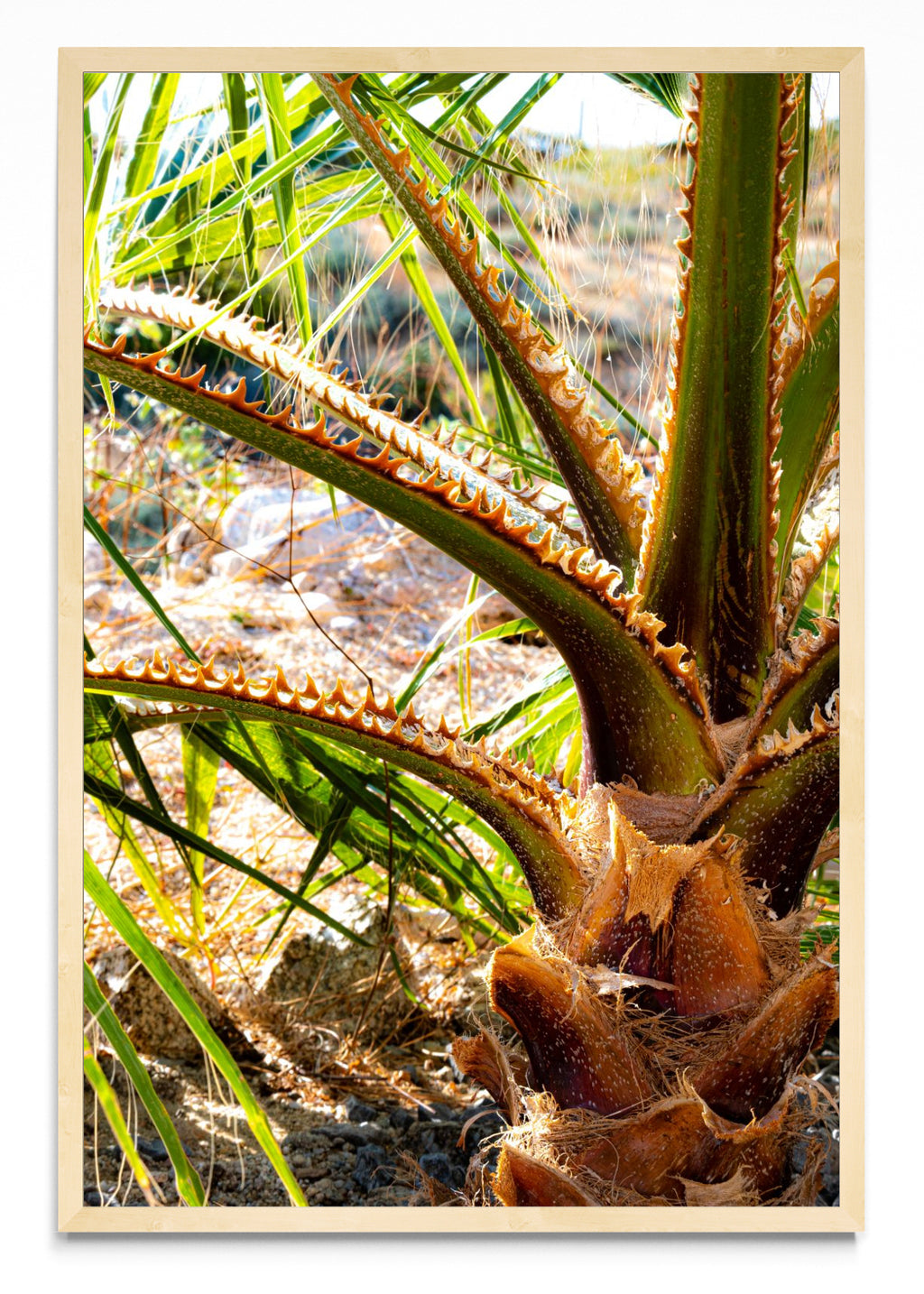 Vibrante palmera de vida - FotoV MC