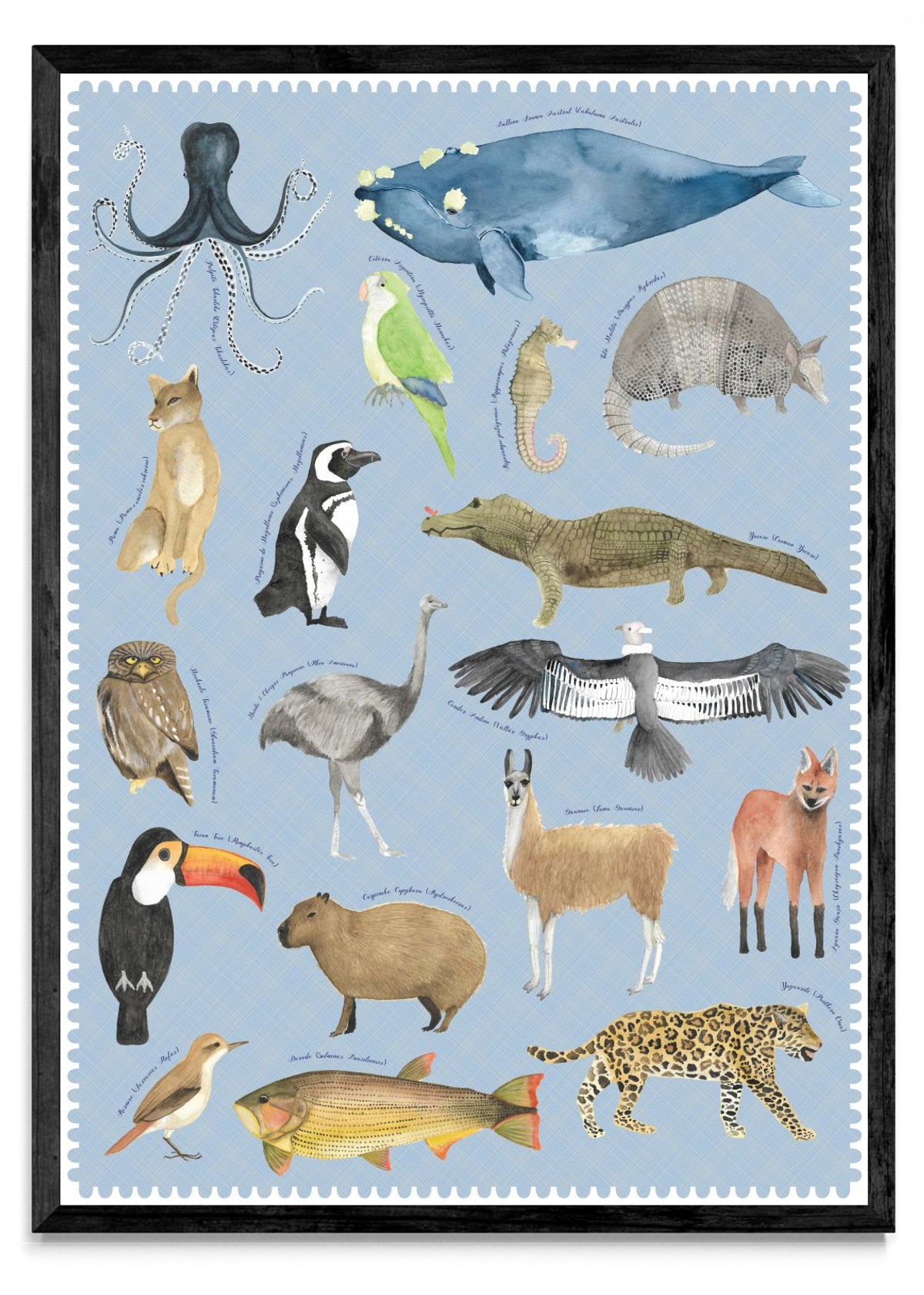 "Postales del Fin del Mundo" - Fauna Argentina - Retrato N