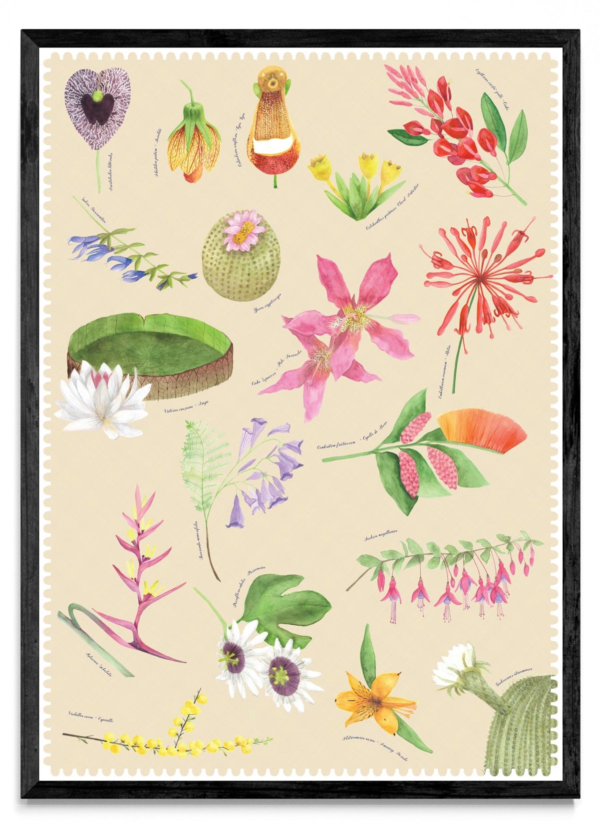 "Postales del Fin del Mundo" - Flora - Retrato N