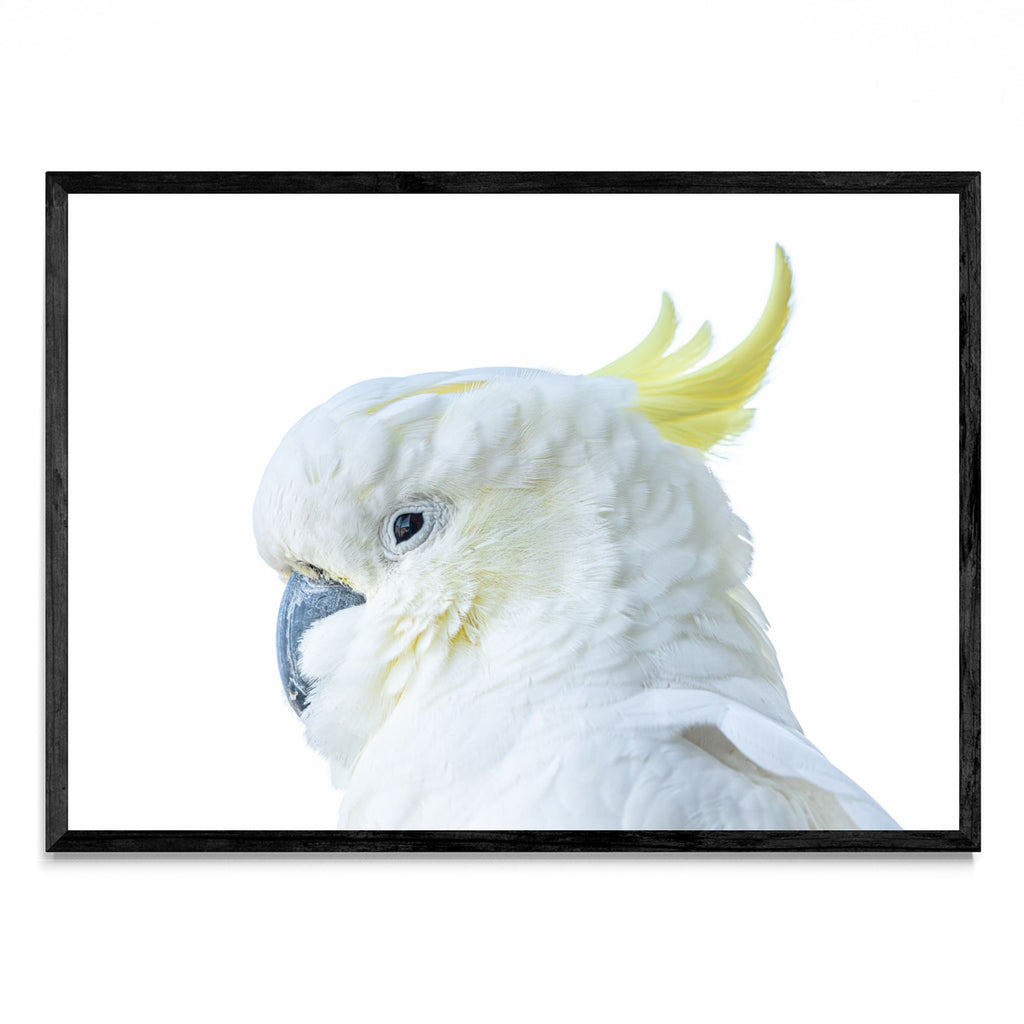 The Cockatoo - Paisaje N