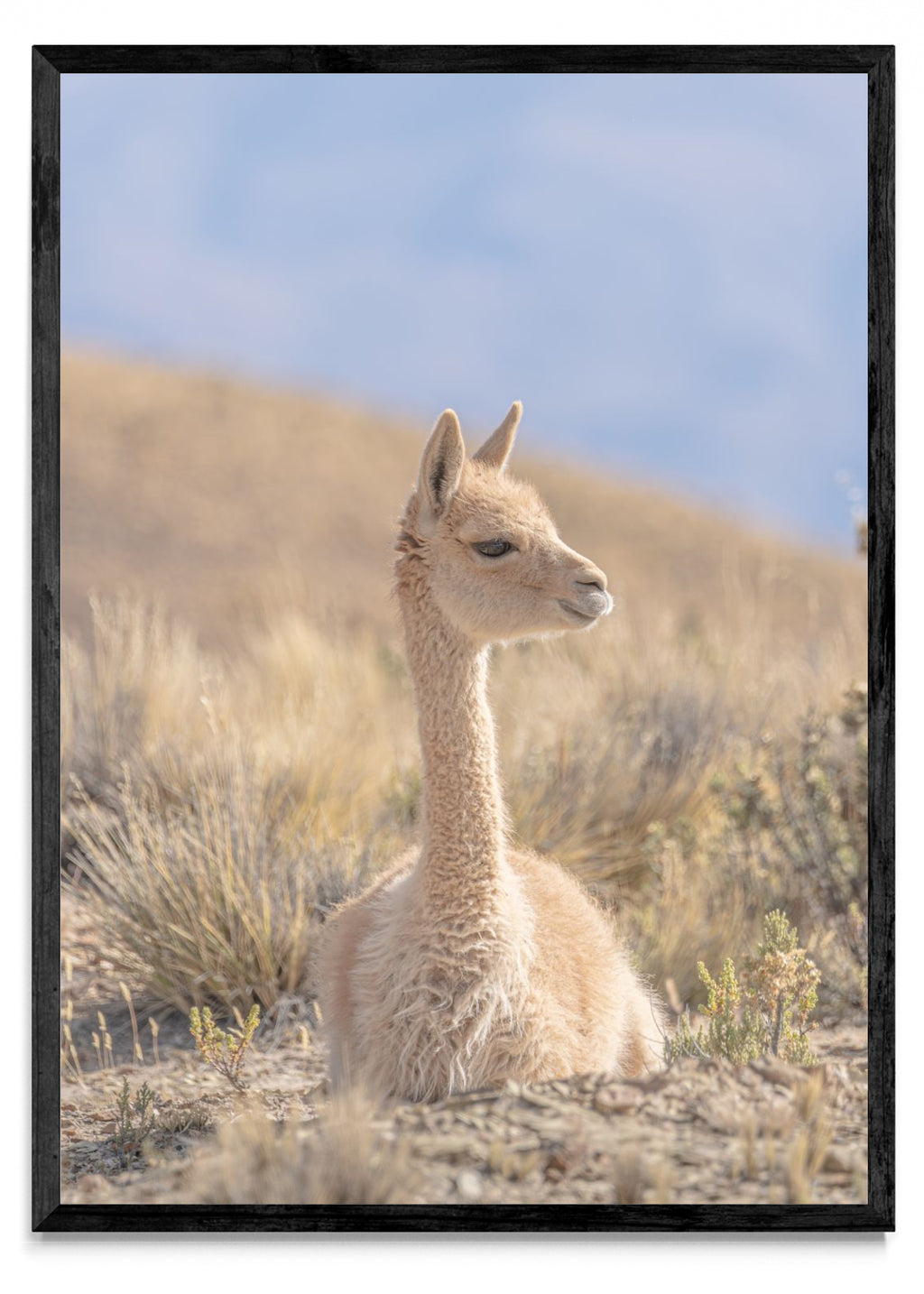 The vicuña 06 - Retrato N