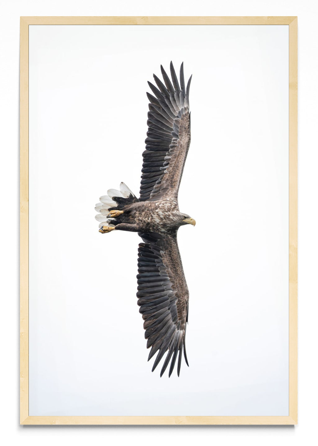 White-Tailed Eagle - FotoV MC