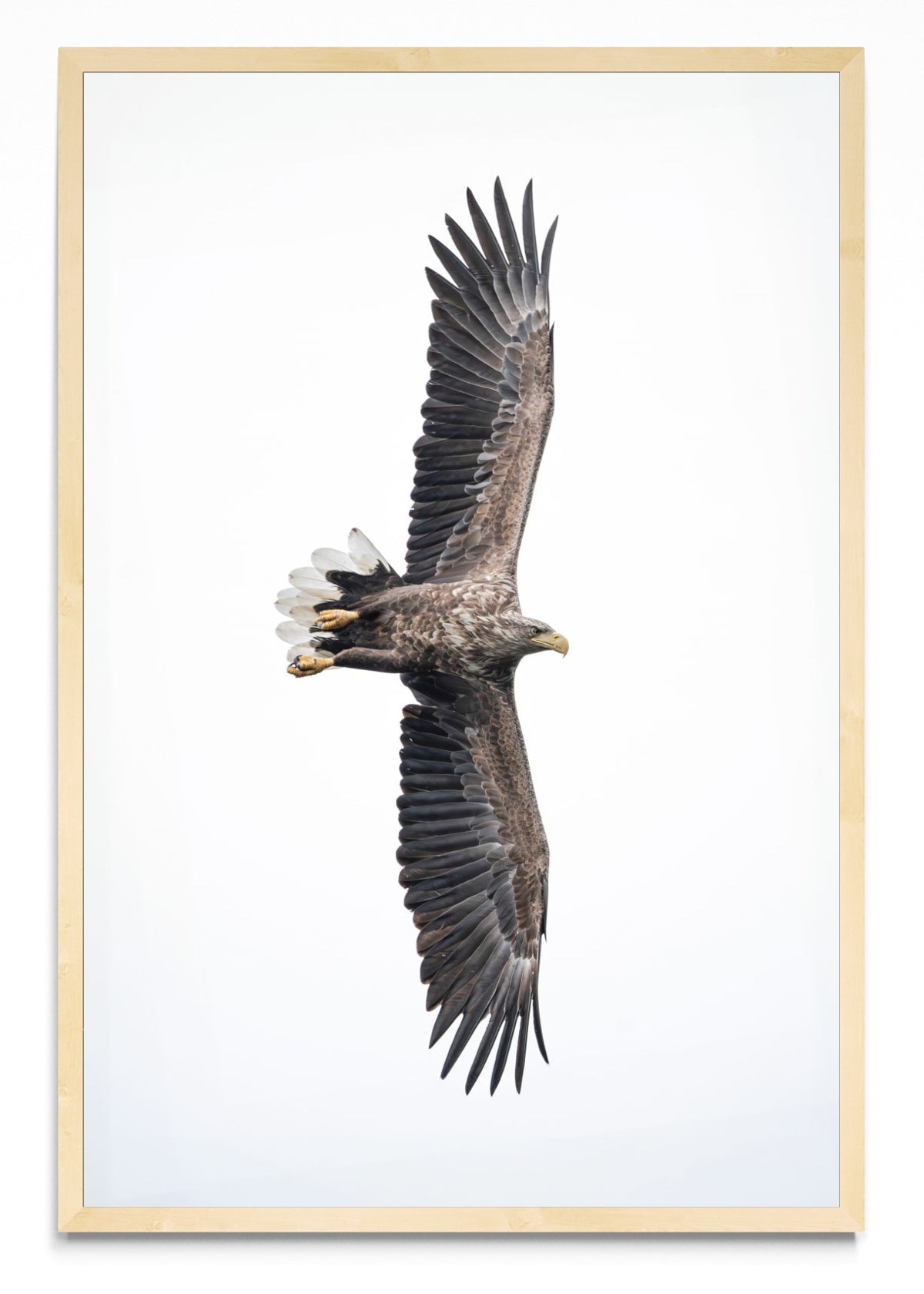 White-Tailed Eagle - FotoV MC