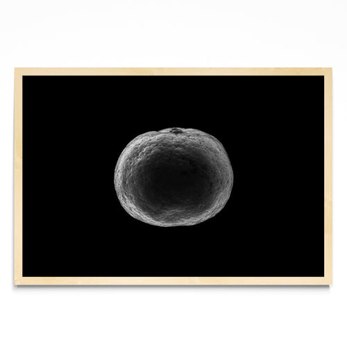 Black and white tangerine - FotoH MC