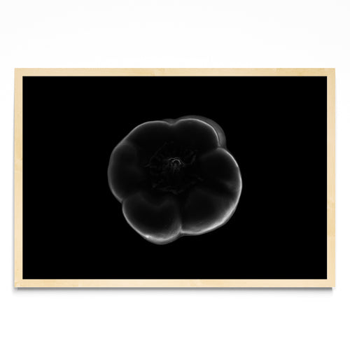 Black and white bell pepper - FotoH MC