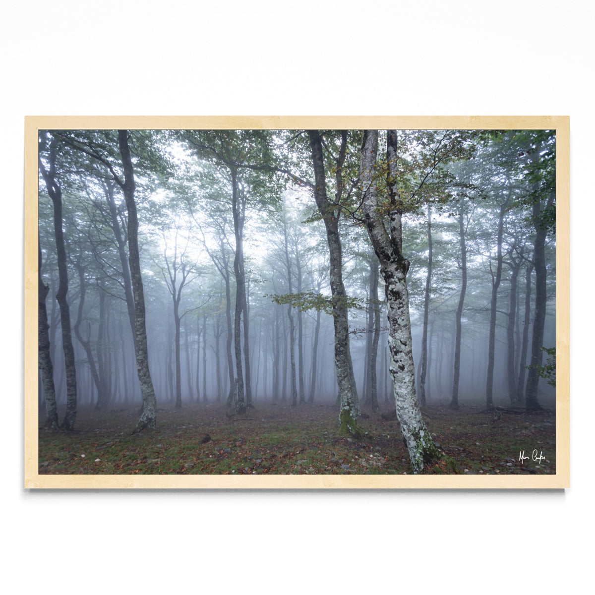 POR ALGUM BOSQUE NA FRANÇA - FotoH MC