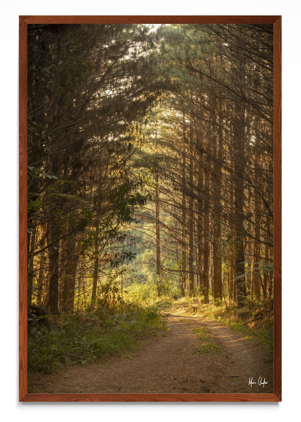 CAMINO DE VIDA - FotoV MO