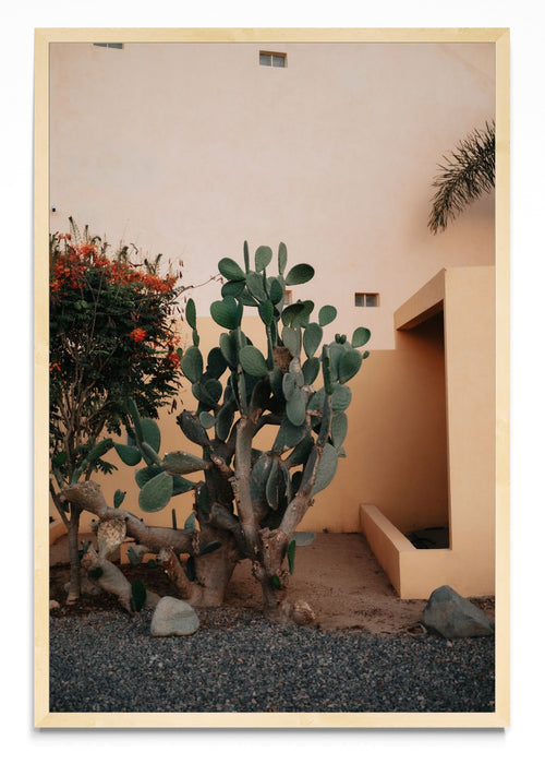 Cerritos, Baja California Sur, México - FotoV MC