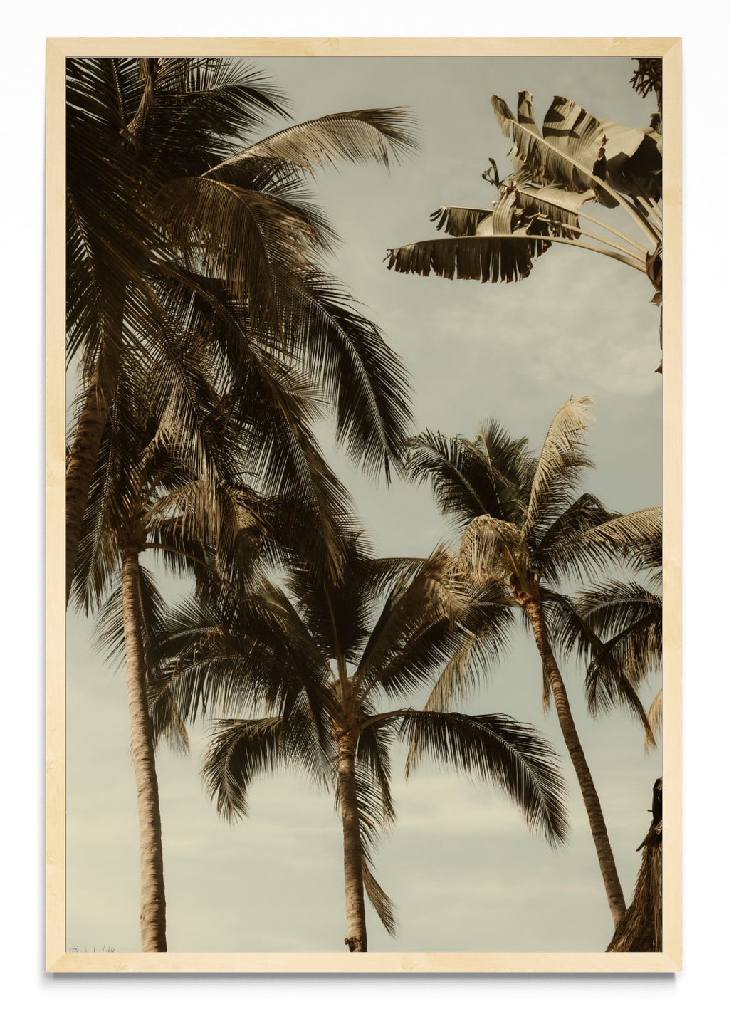Sayulita Palms. Nayarit, México. - FotoV MC