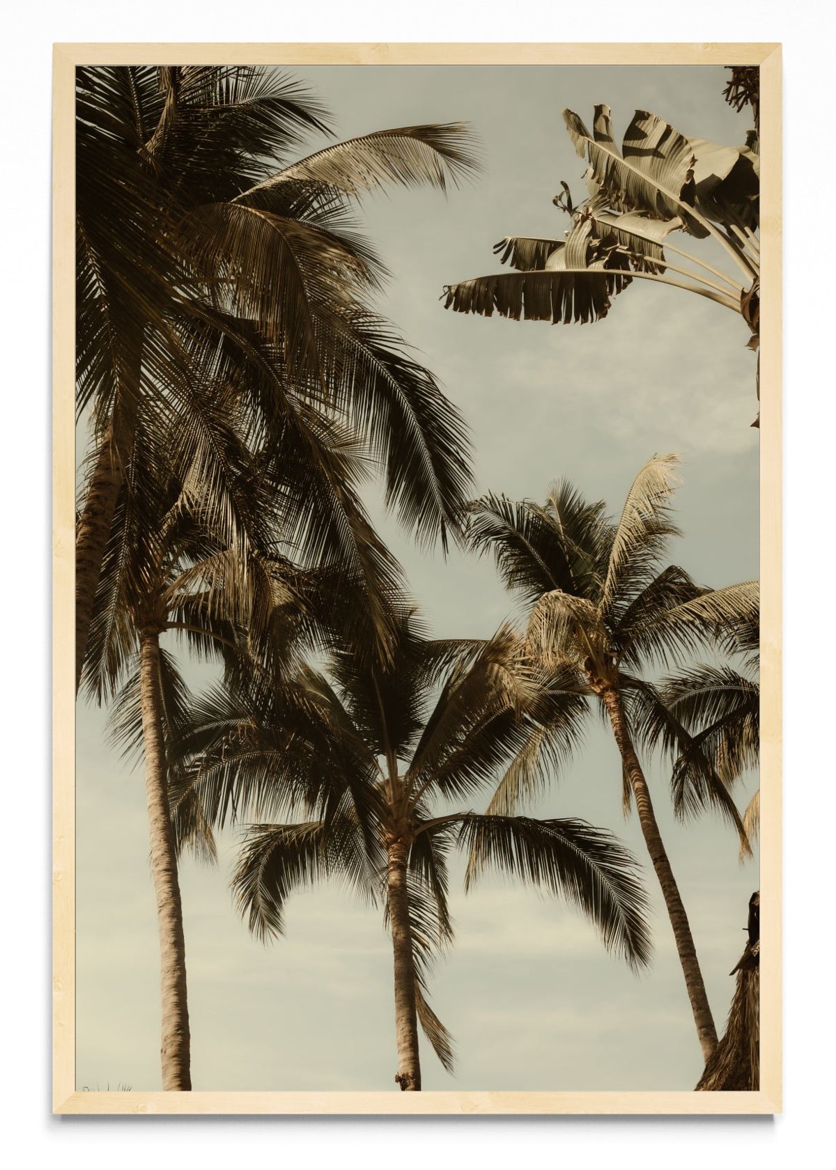 Sayulita Palms. Nayarit, México. - FotoV MC
