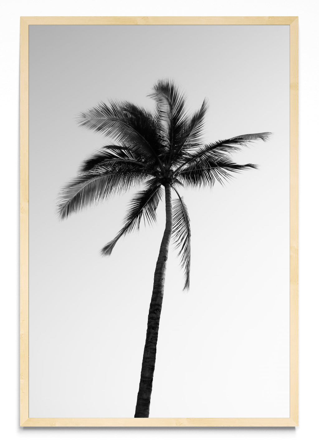 Sayulita Palm. Nayarit, México. - FotoV MC