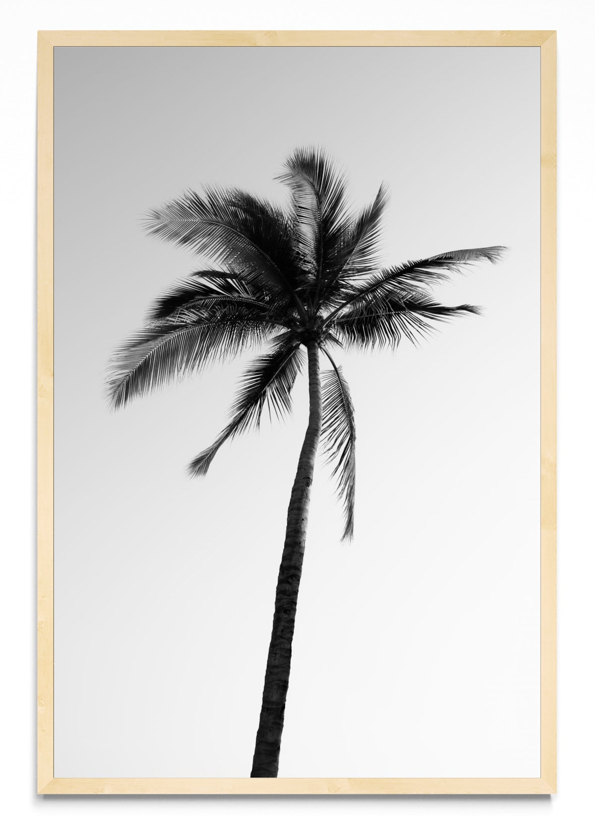 Sayulita Palm. Nayarit, México. - FotoV MC