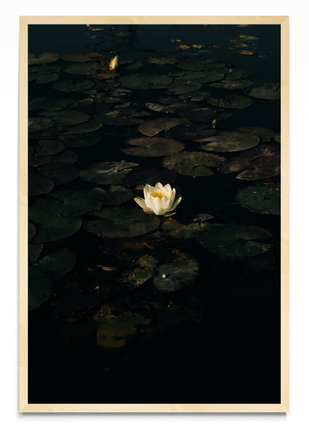 The White Lotus. Poderosa metamorfosis. - FotoV MC