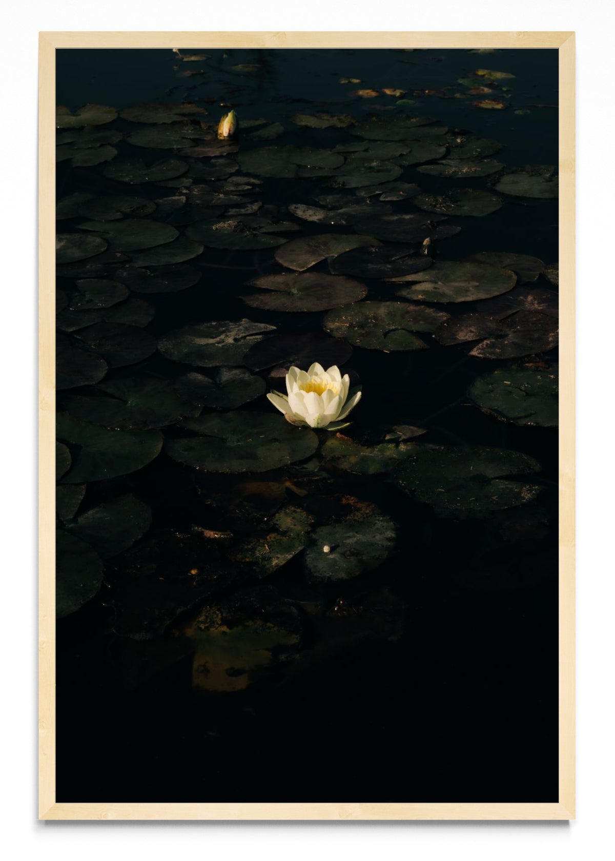 The White Lotus. Poderosa metamorfosis. - FotoV MC