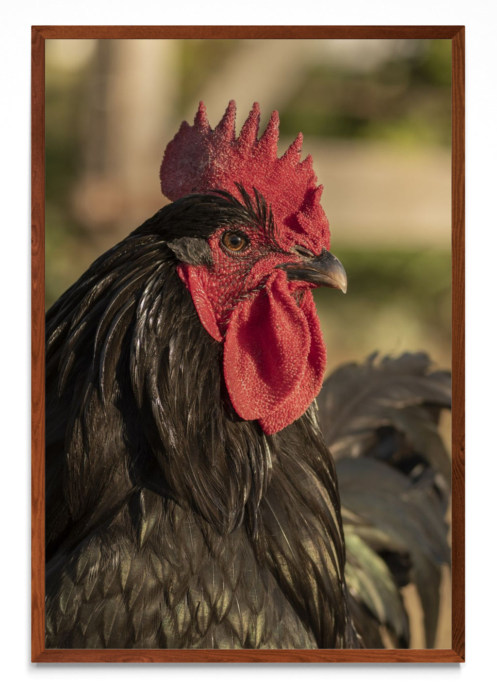 Gallo - FotoV MO