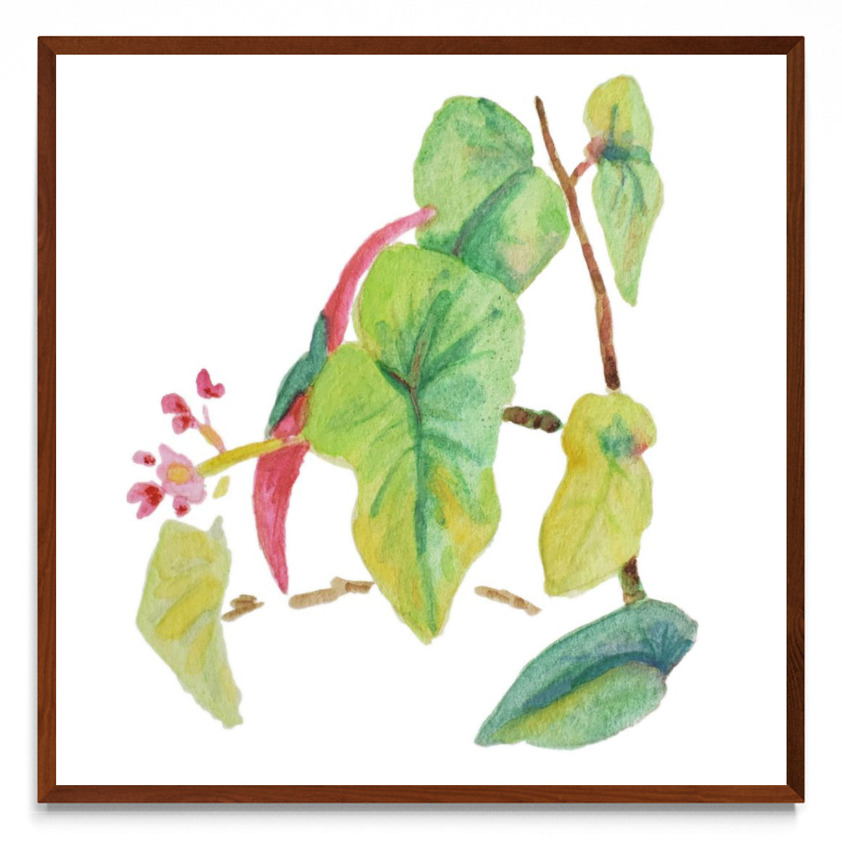Caladium simple - cuadrado MO