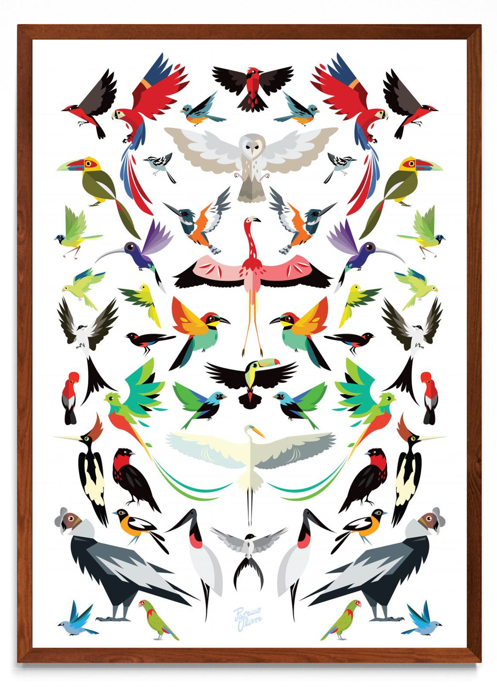 Aves de latino América - Retrato MO