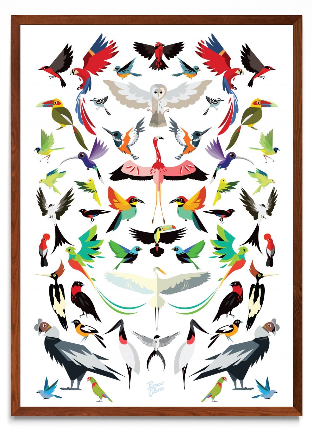 Aves de latino América - Retrato MO