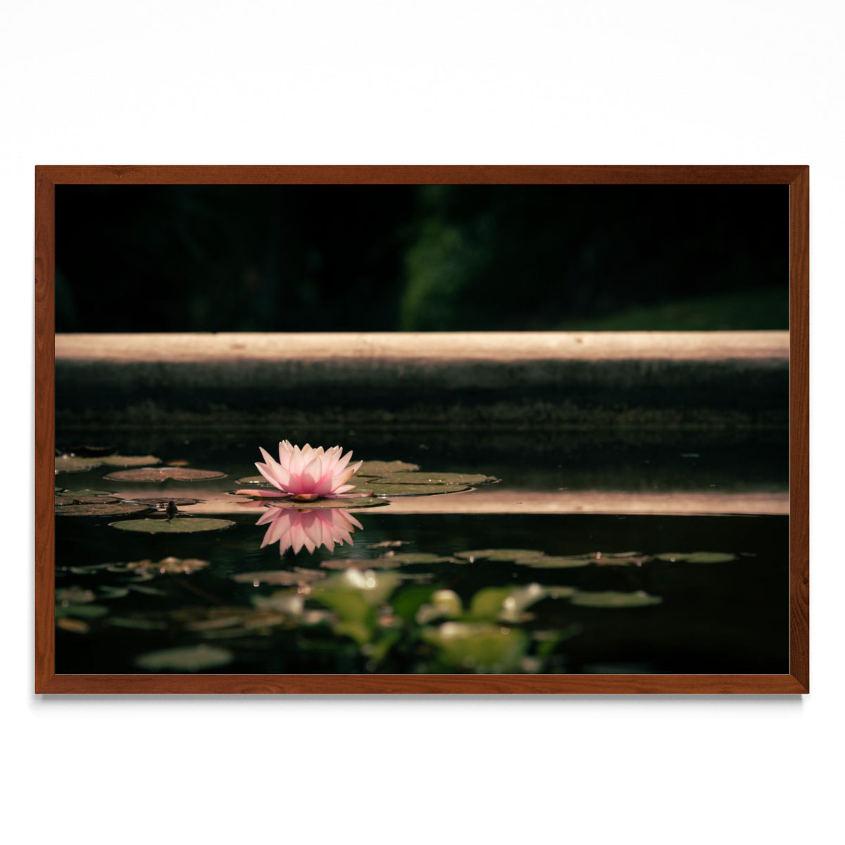 Flor en la superficie - FotoH MO