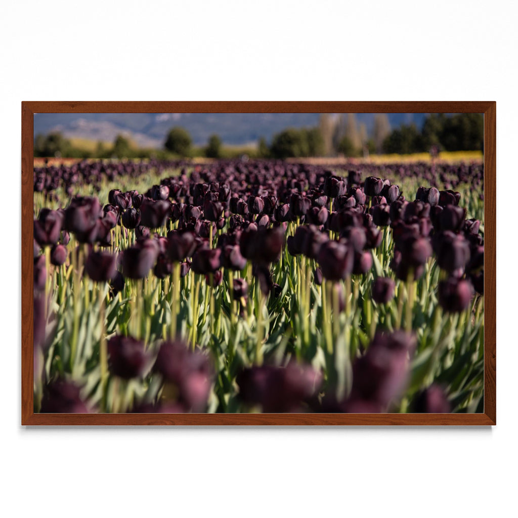 Tulipanes negros - FotoH MO