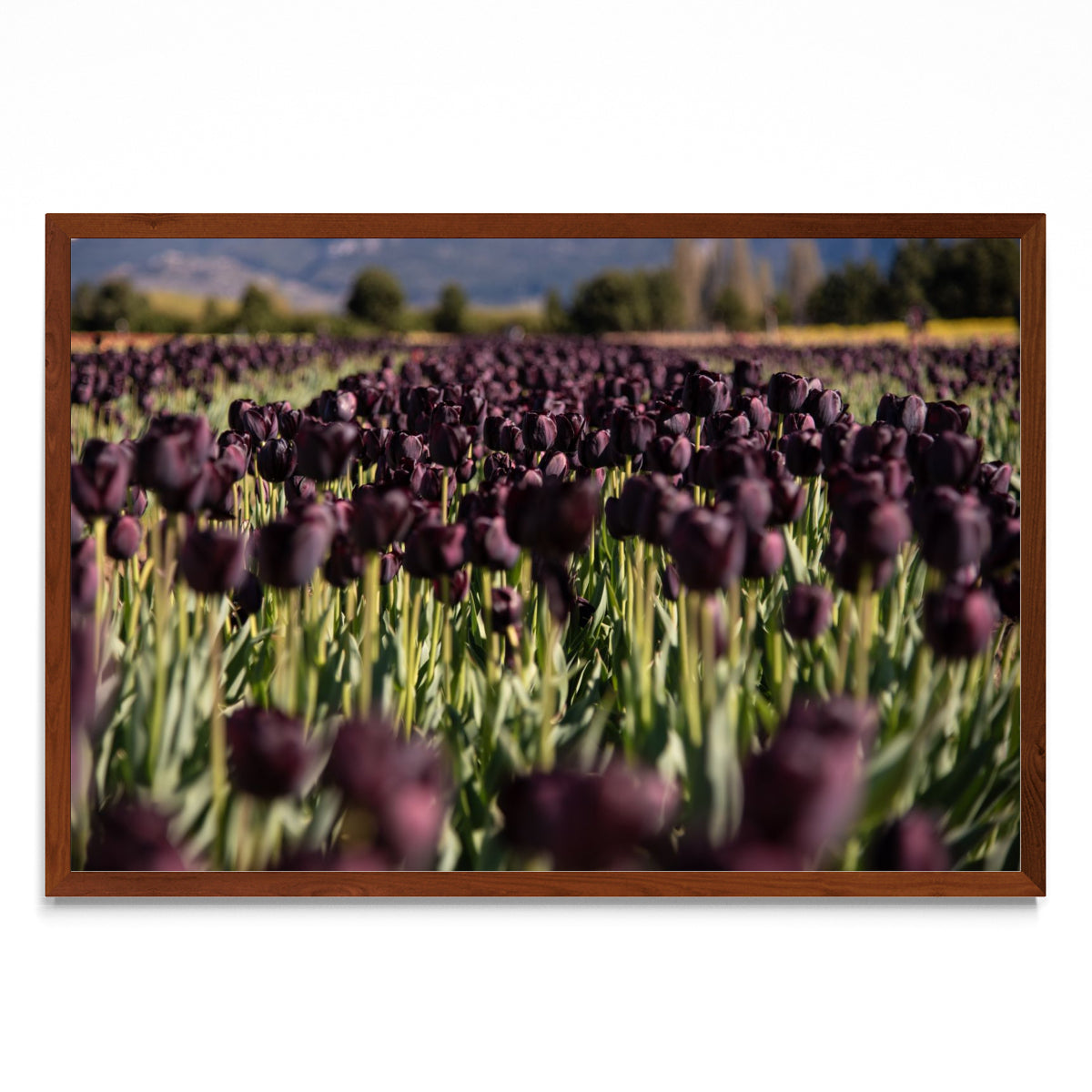 Tulipanes negros - FotoH MO
