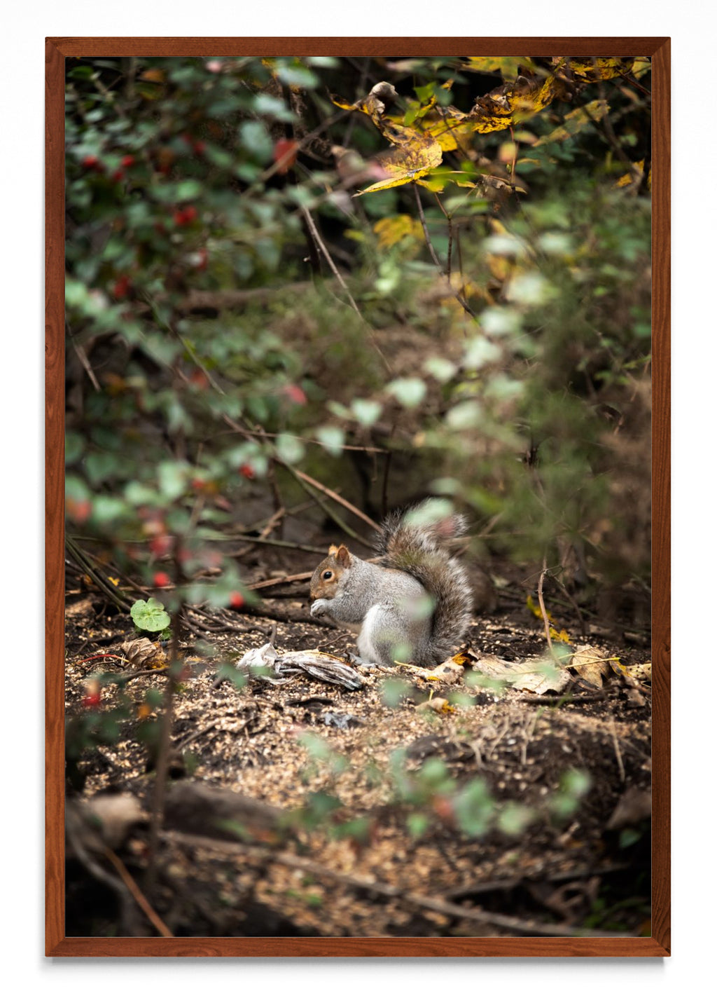 Fauna de Edimburgo - FotoV MO