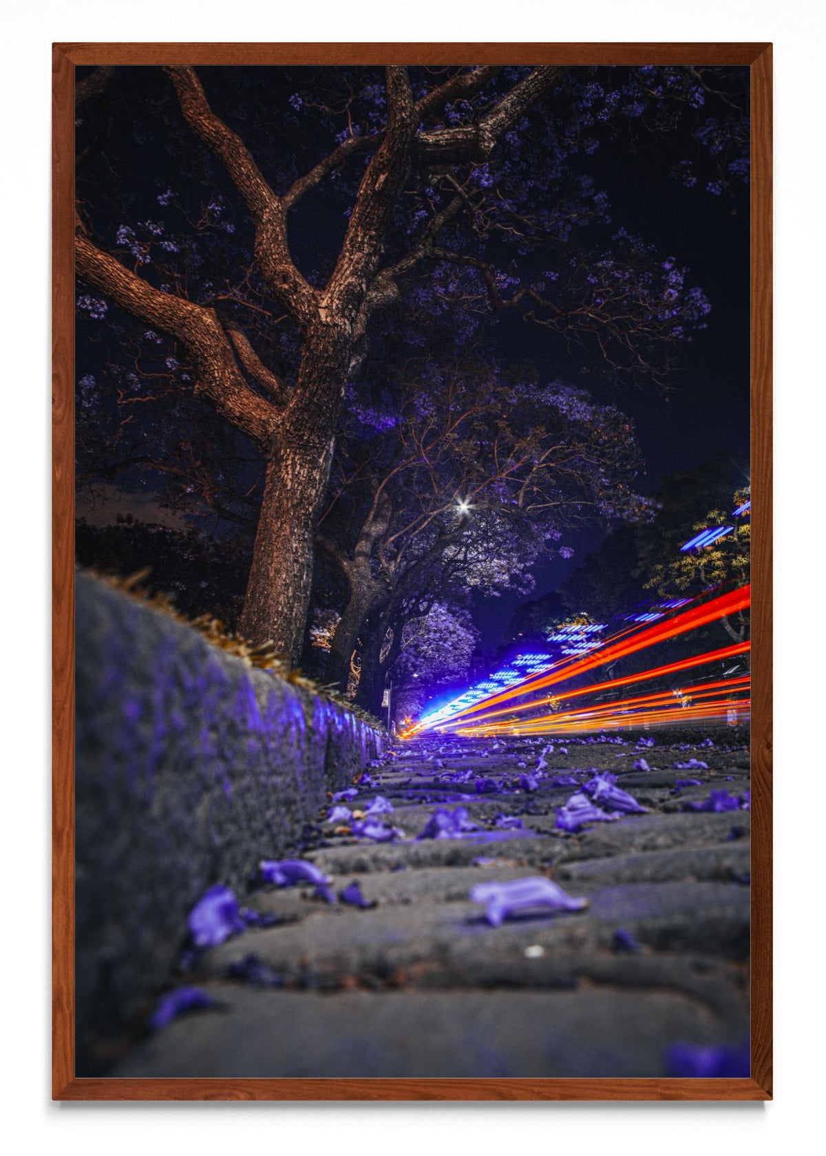 Jacarandá y luces - FotoV MO