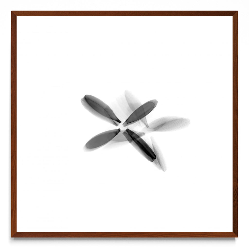 FLOR NEGRA (Serie VICEVERSA) - cuadrado MO