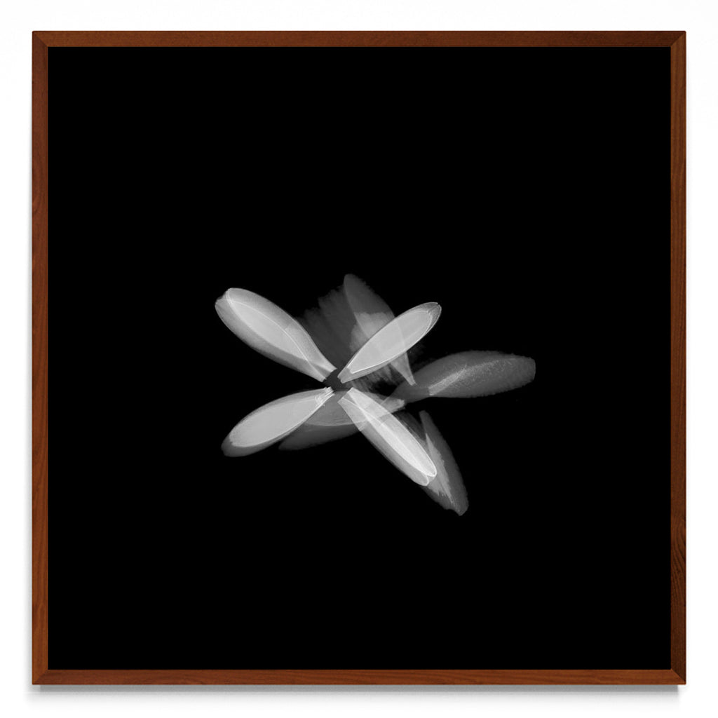 Flor blanca (Serie VICEVERSA) - cuadrado MO