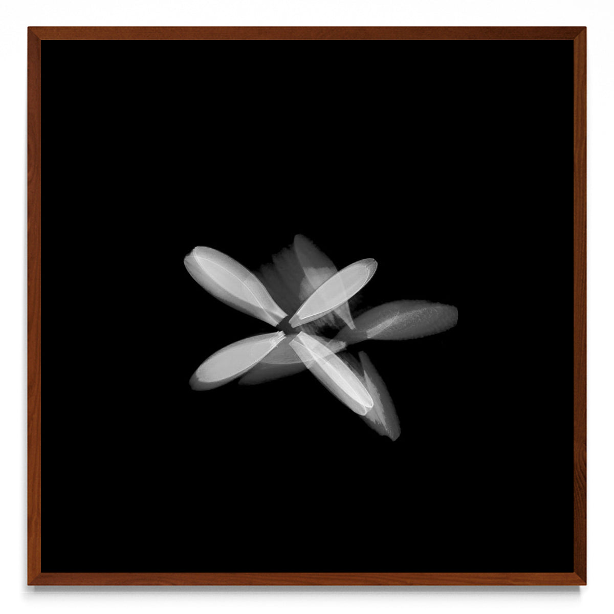 Flor blanca (Serie VICEVERSA) - cuadrado MO