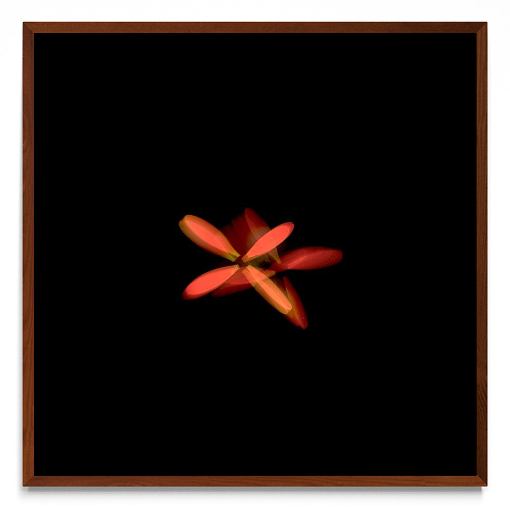 Flor naranja en movimiento - cuadrado MO