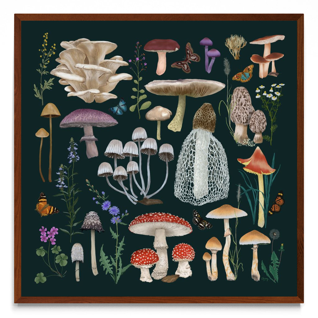 Fungi - cuadrado MO
