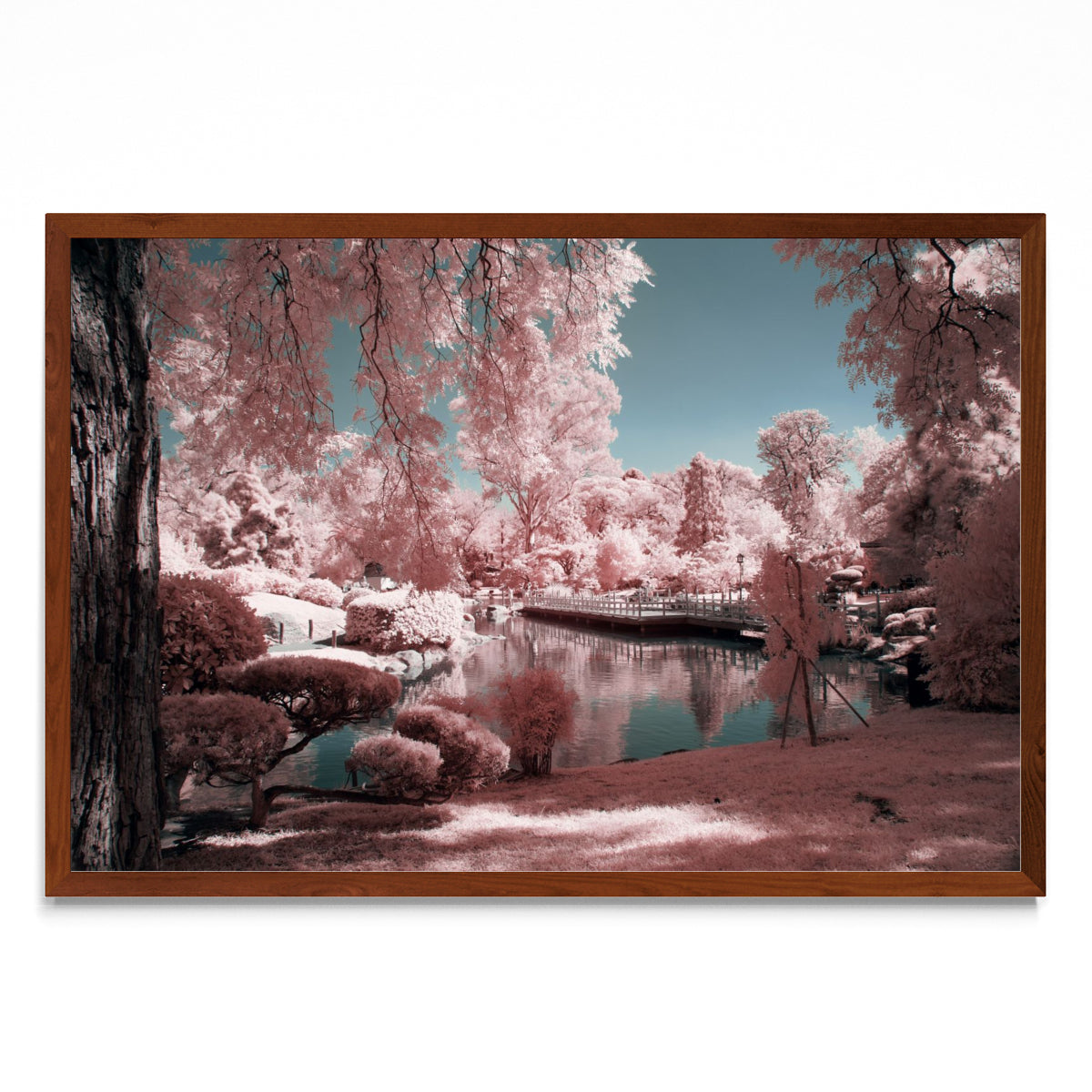 Pink garden - FotoH MO