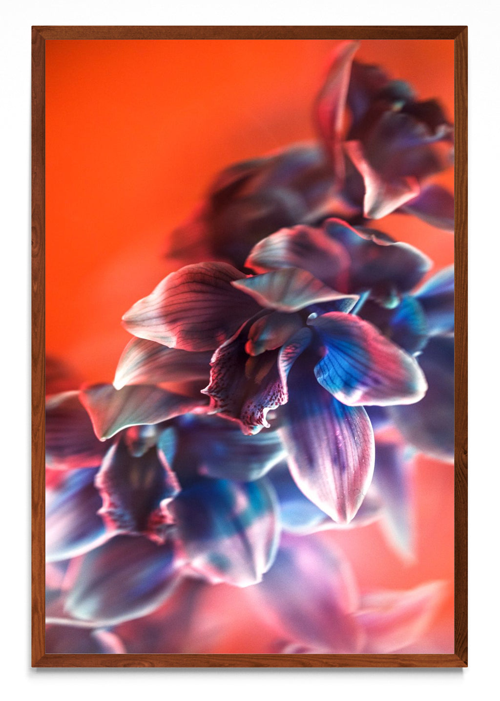Orquídia I - FotoV MO